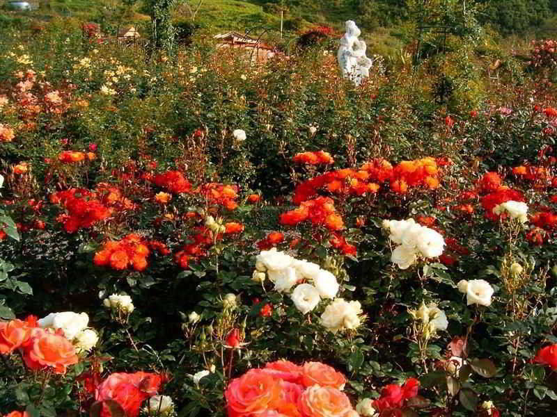Pestana Quinta do Arco Nature & Rose Garden Hotel Arco de São Jorge Esterno foto